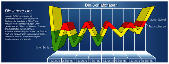 Schlafphasen